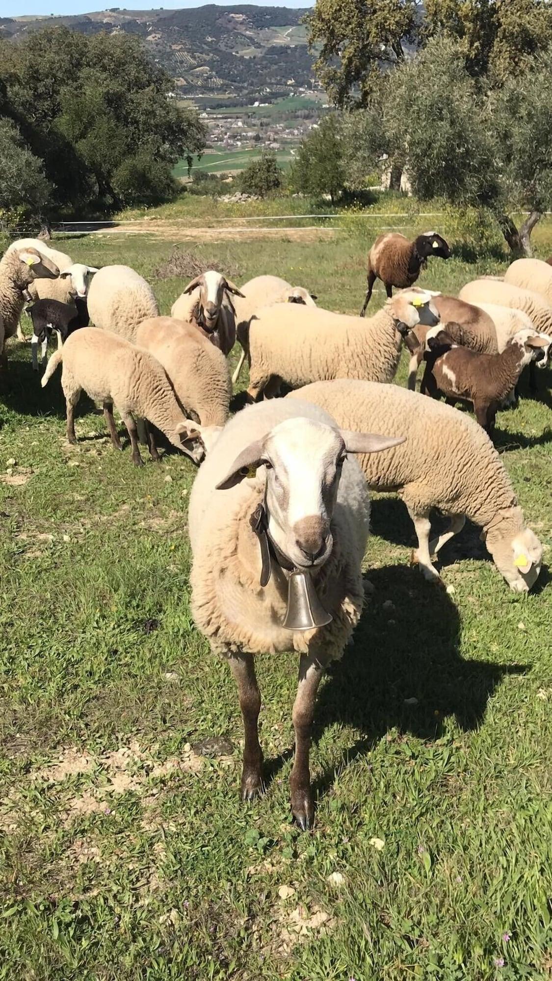 Cortijo La Organic Otel Ronda Dış mekan fotoğraf